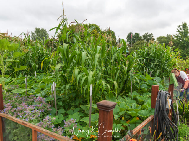 Companion Planting