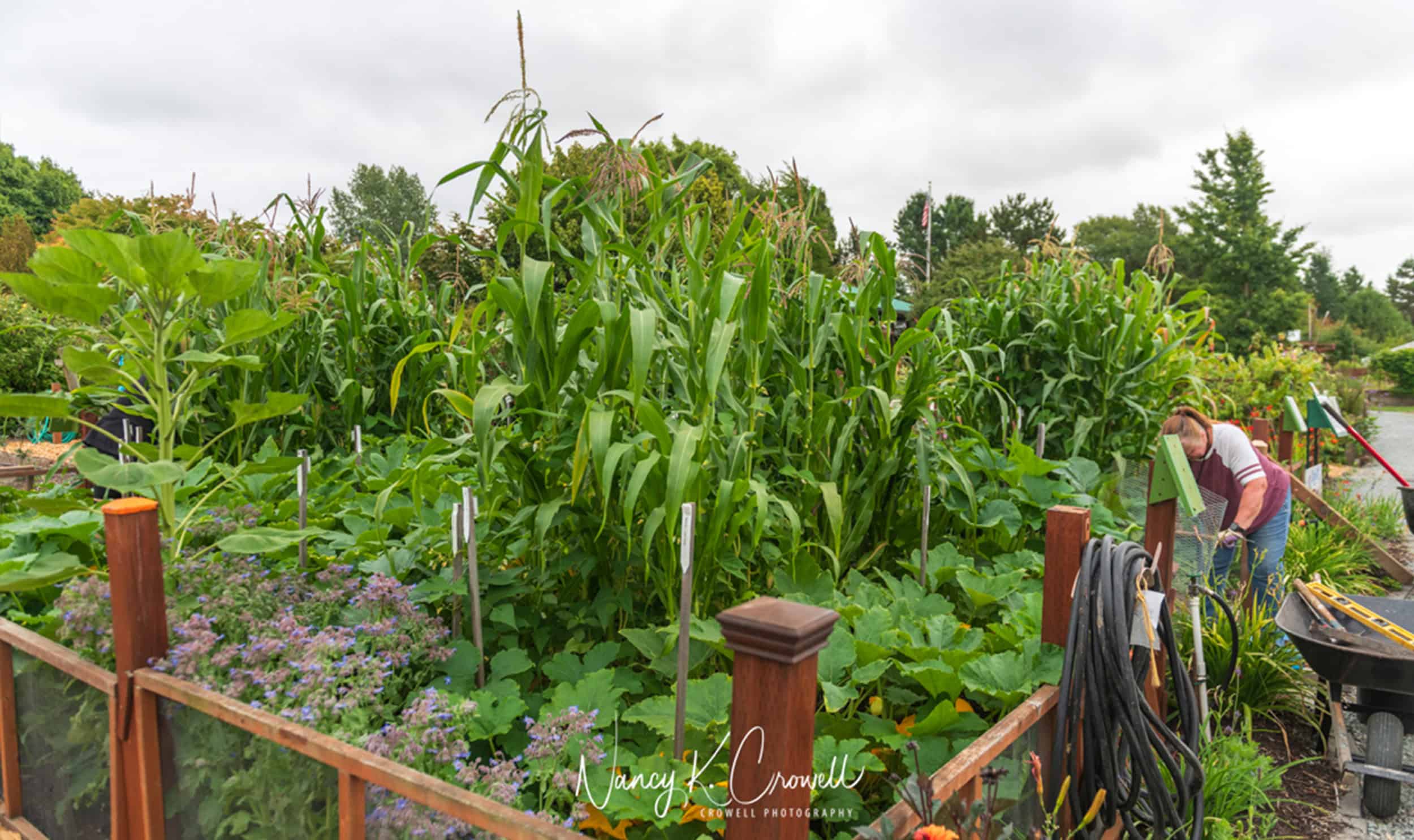 garden with corn, beans and squash growing