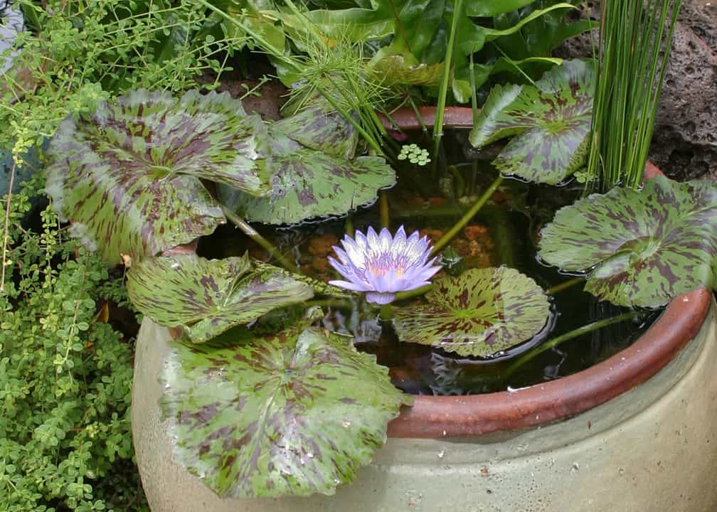 flower on water in container