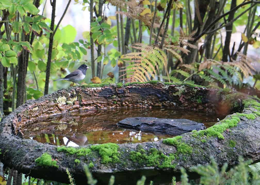 bird bath in wooded area