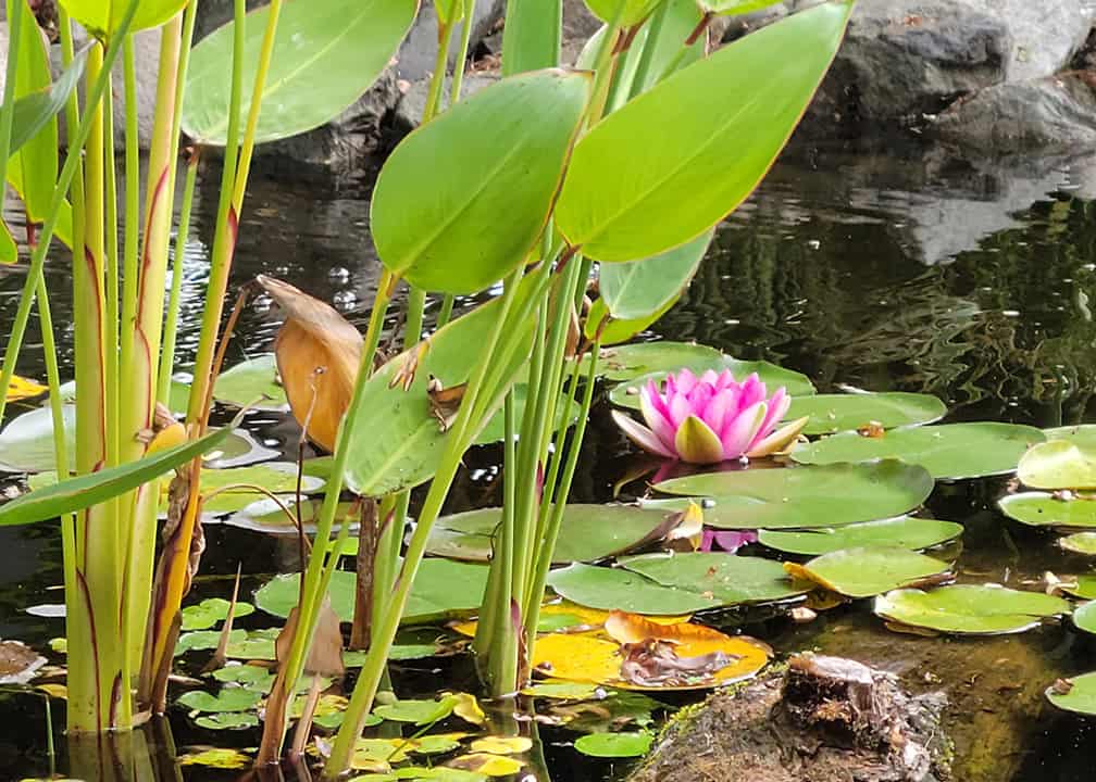 26_0602-3 pink water lily blooming on pond with other plants