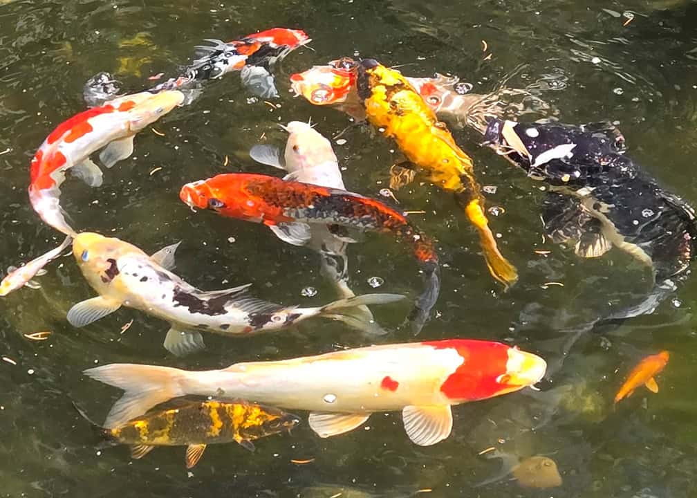 26_0602-4 orange, white, yellow, and black fish in pond