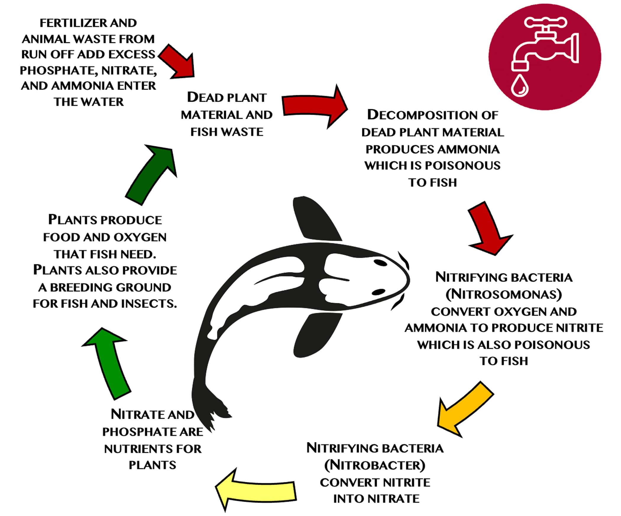 graphic showing the nitrogen cycle to Clean water