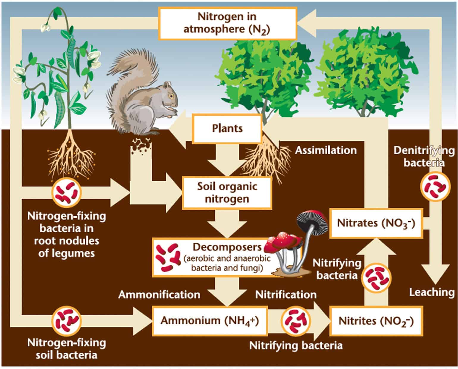 26_0602-8 graphic showing the nitrogen cycle on land