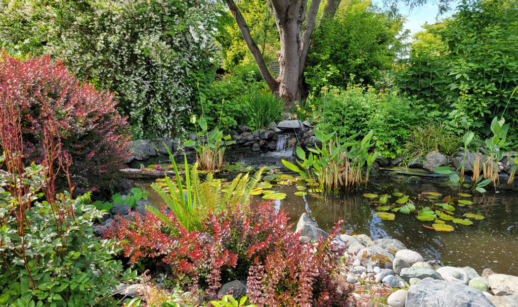 pond with plants growing around it
