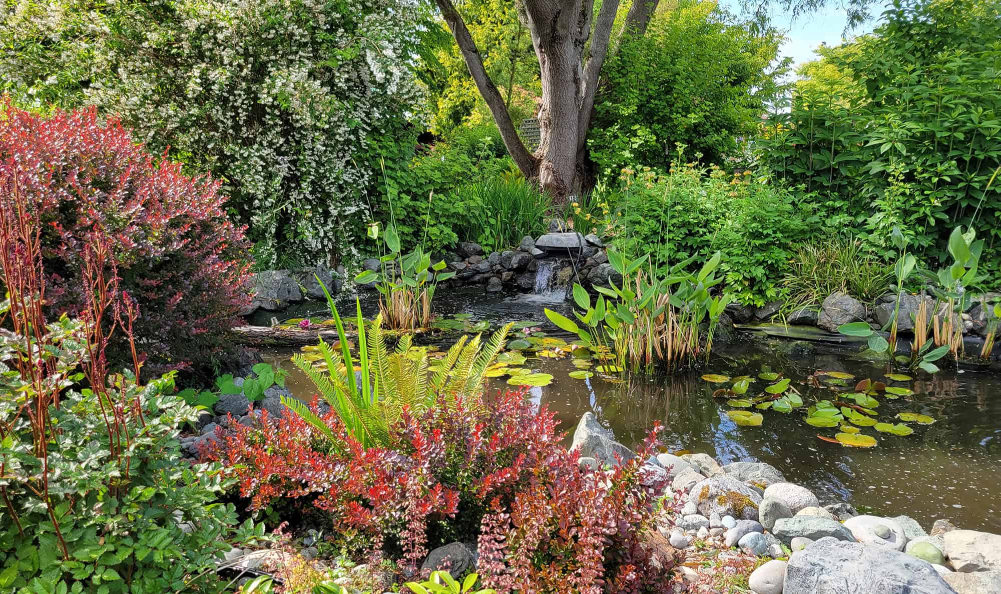 26_0602_Header pond with plants growing around it