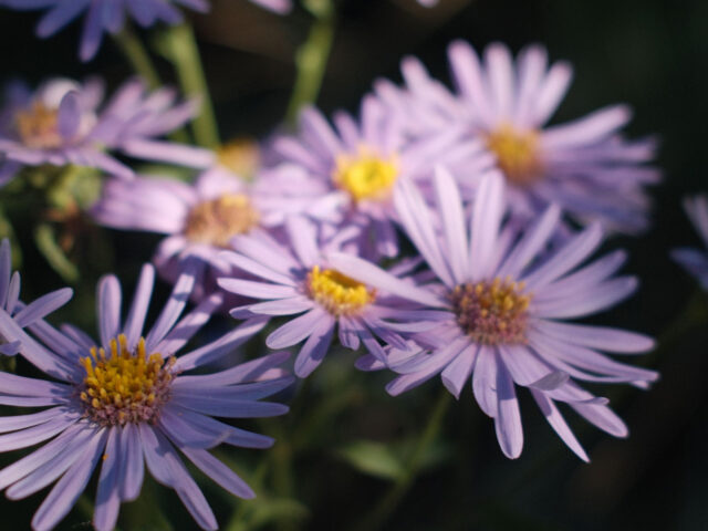 Small Native Plants