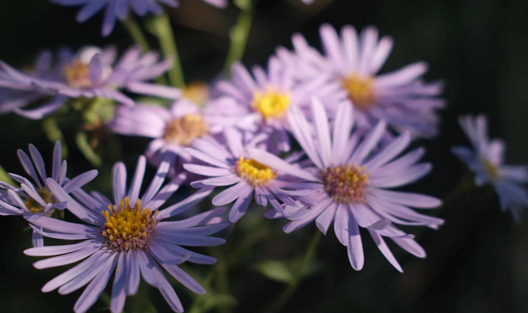 flowers with lavendar petals