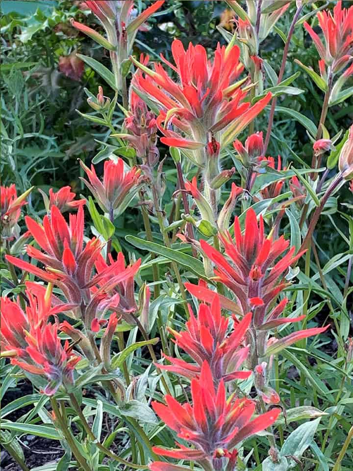 watermelon colored blooms on spikes
