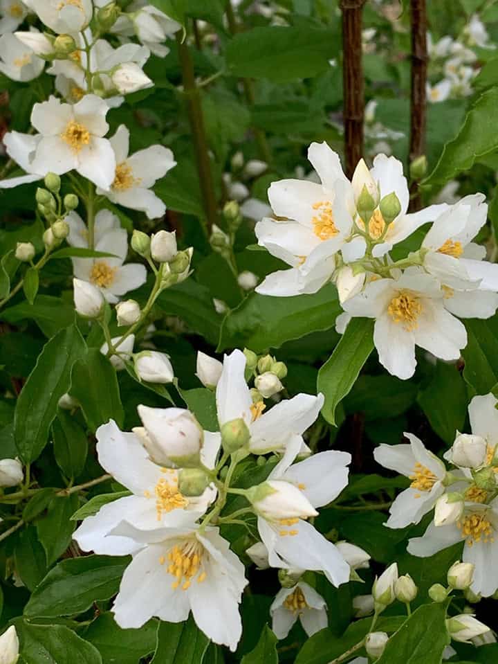 white blooms with yellow centers on branch