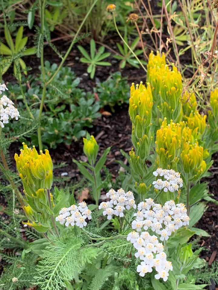 yellow and white blooms in garden