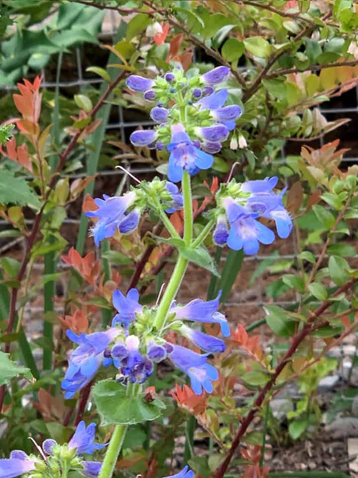 blue flowers on stem of plant