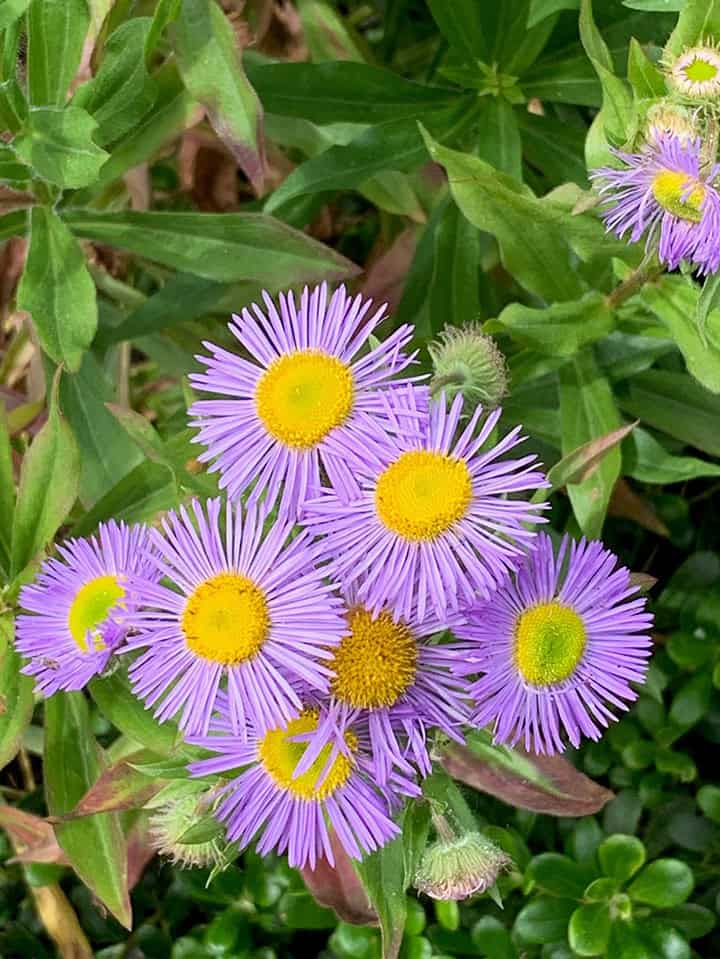 lavender colored petals with bright yellow centers
