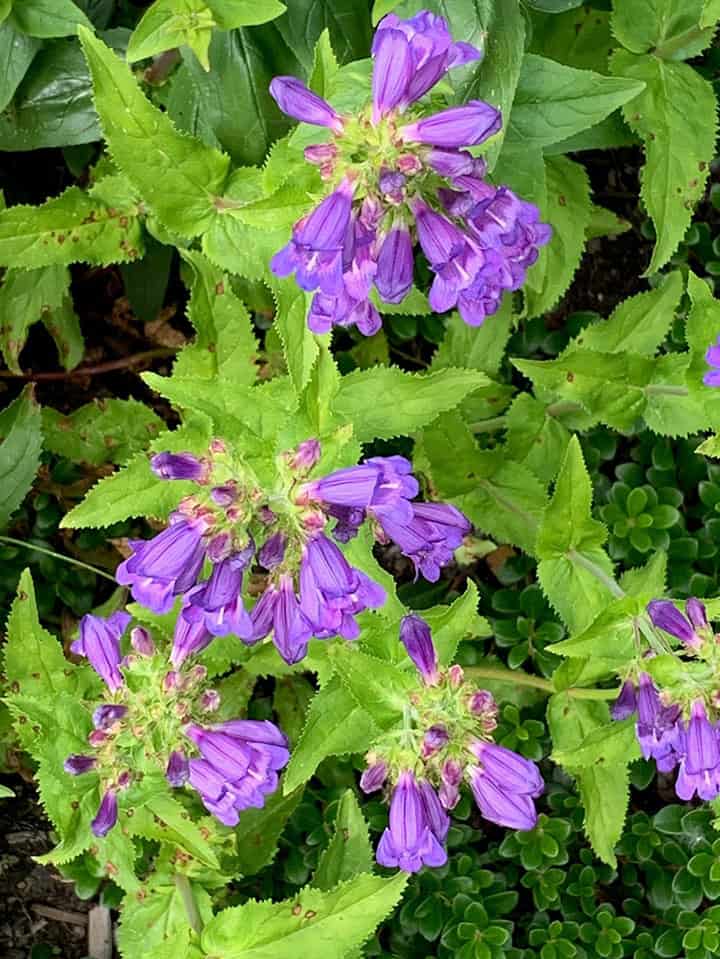 purple trumpet-like blooms on green leaves