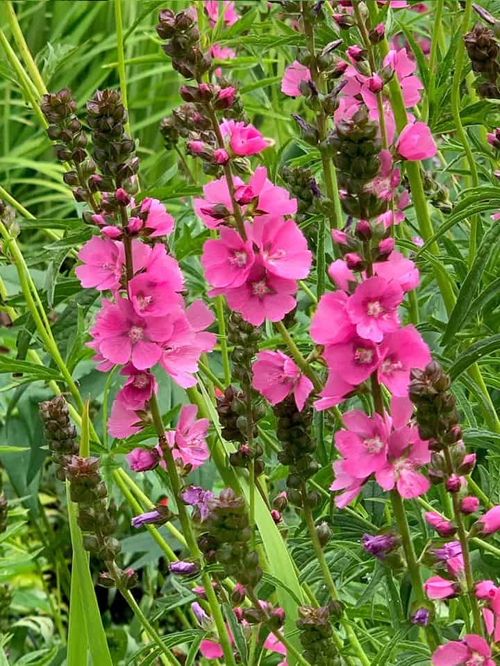 bright pink blooms on stalks in garden