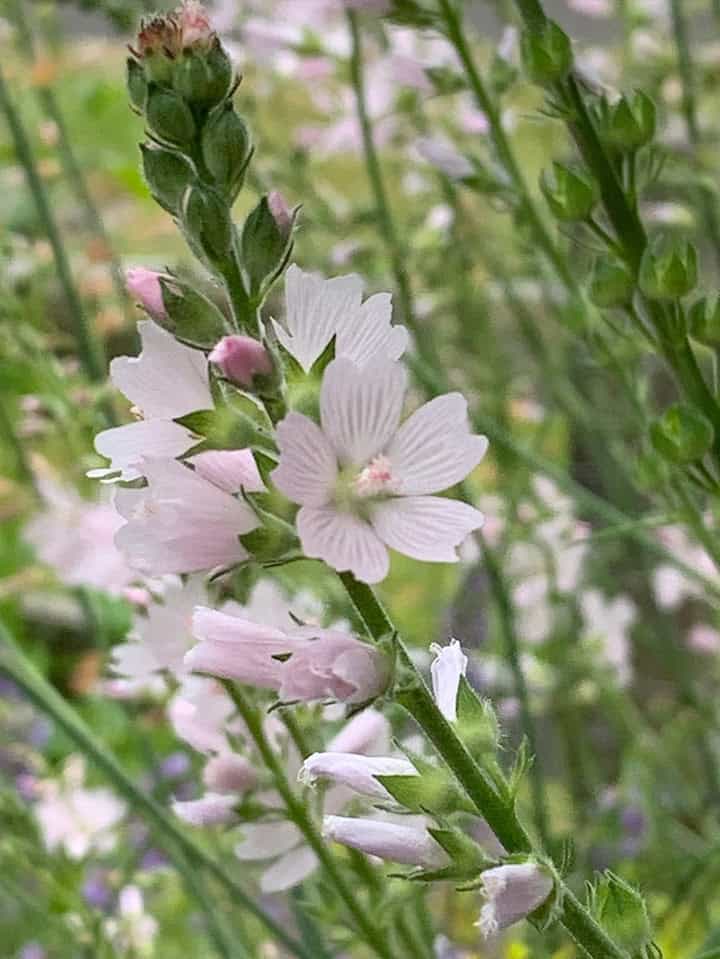 light pink 5 petaled flowers in meadow
