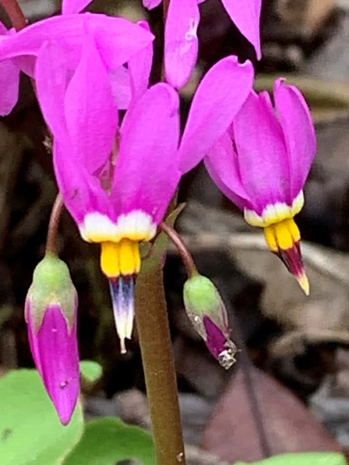 bright fuchsia petals on delicate flower