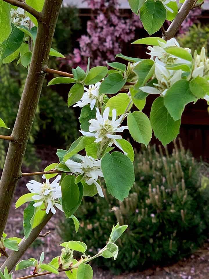 white blossoms on branch with green leaves