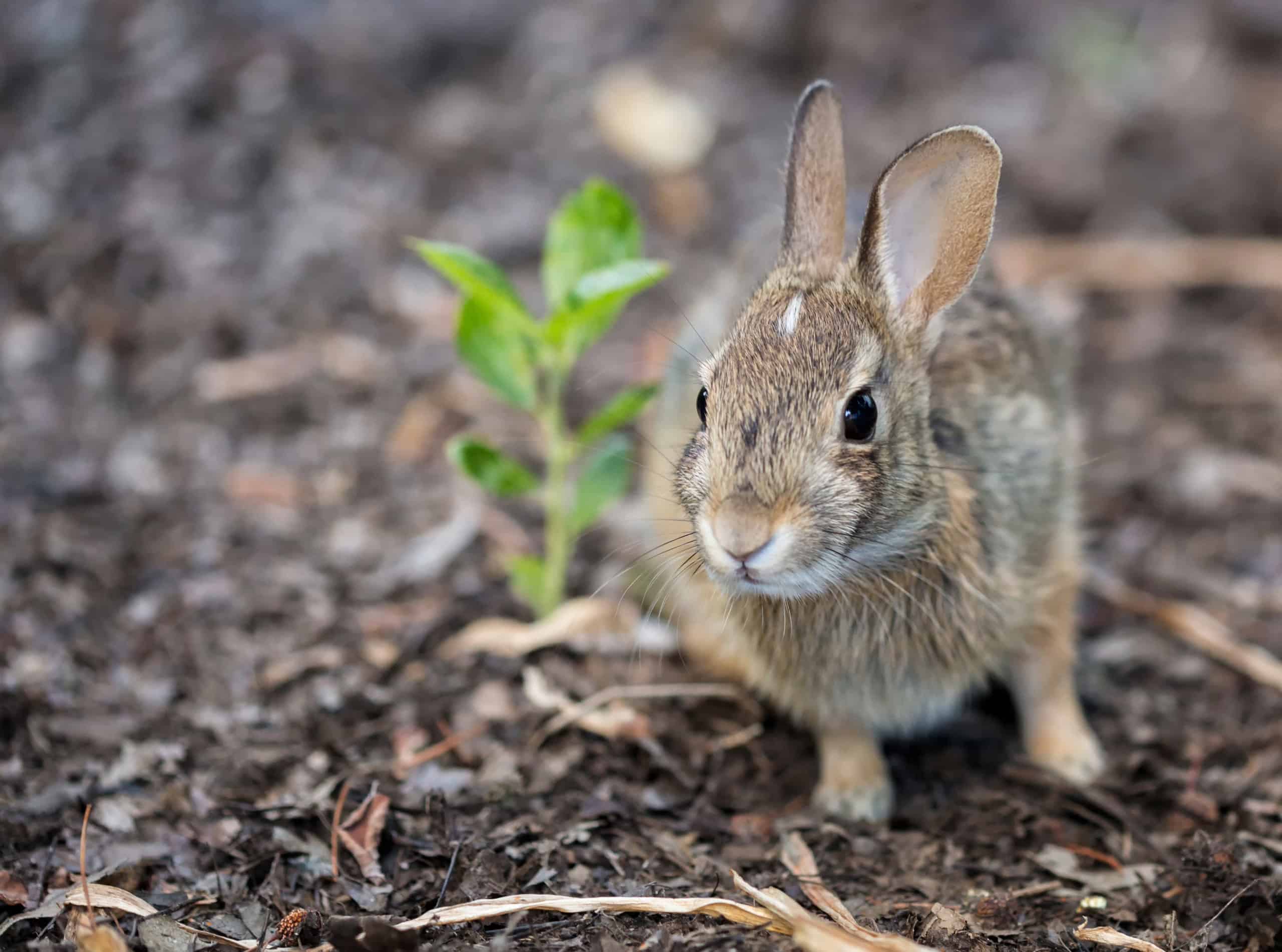 rabbit by plant start