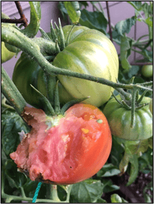 chewed up tomato on vine