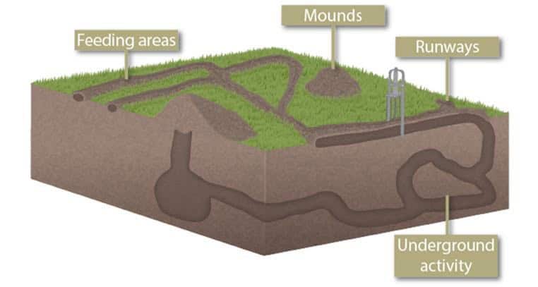 mole tunnel diagram