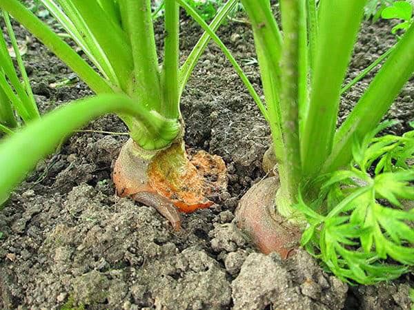 chewed carrot top at the surface of the soil.