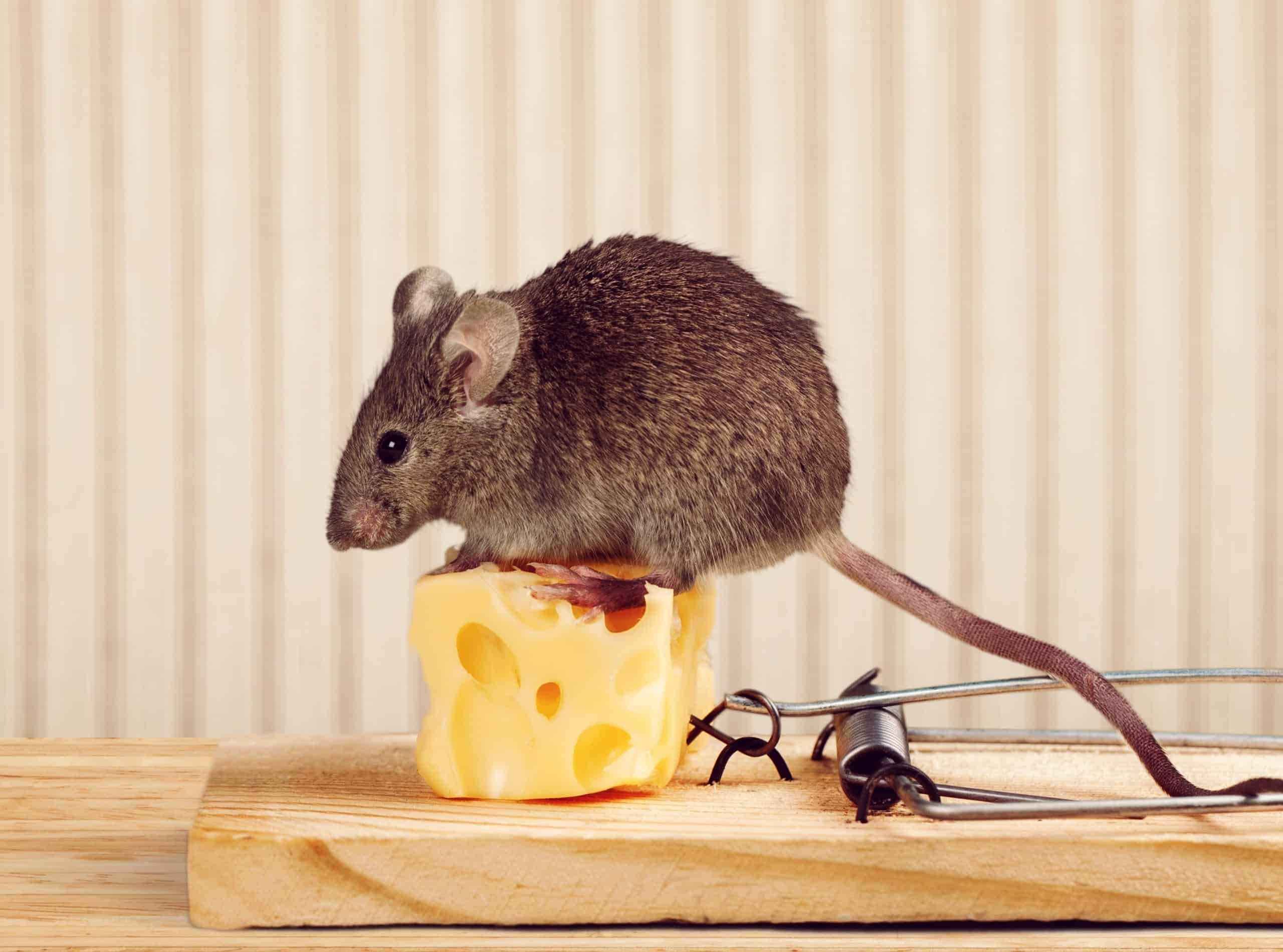 mouse on cheese