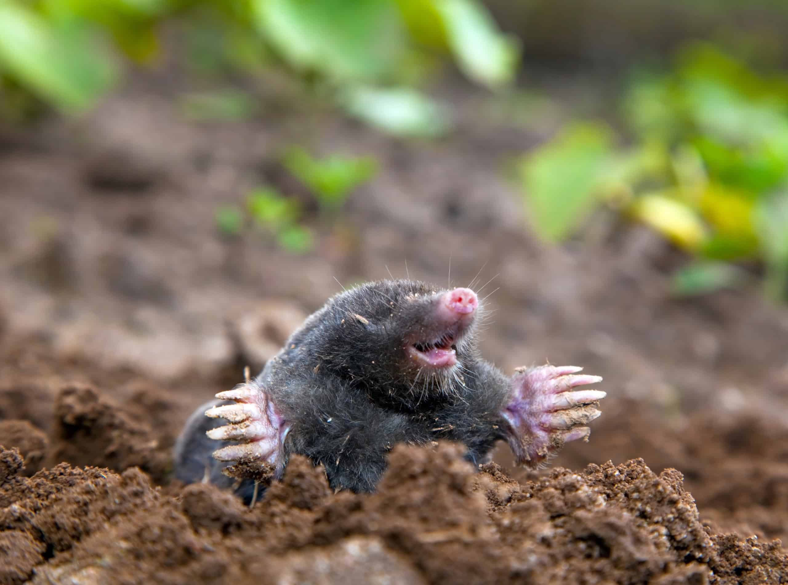 mole just above the surface of soil