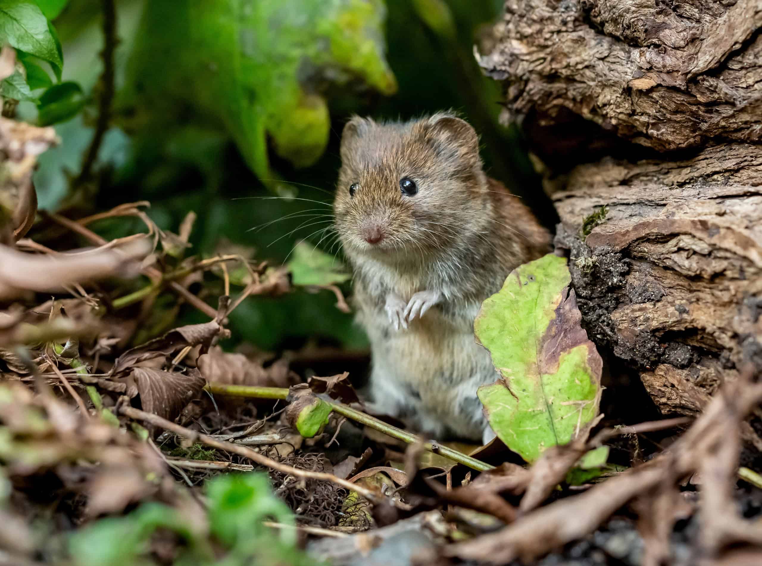 vole in woods