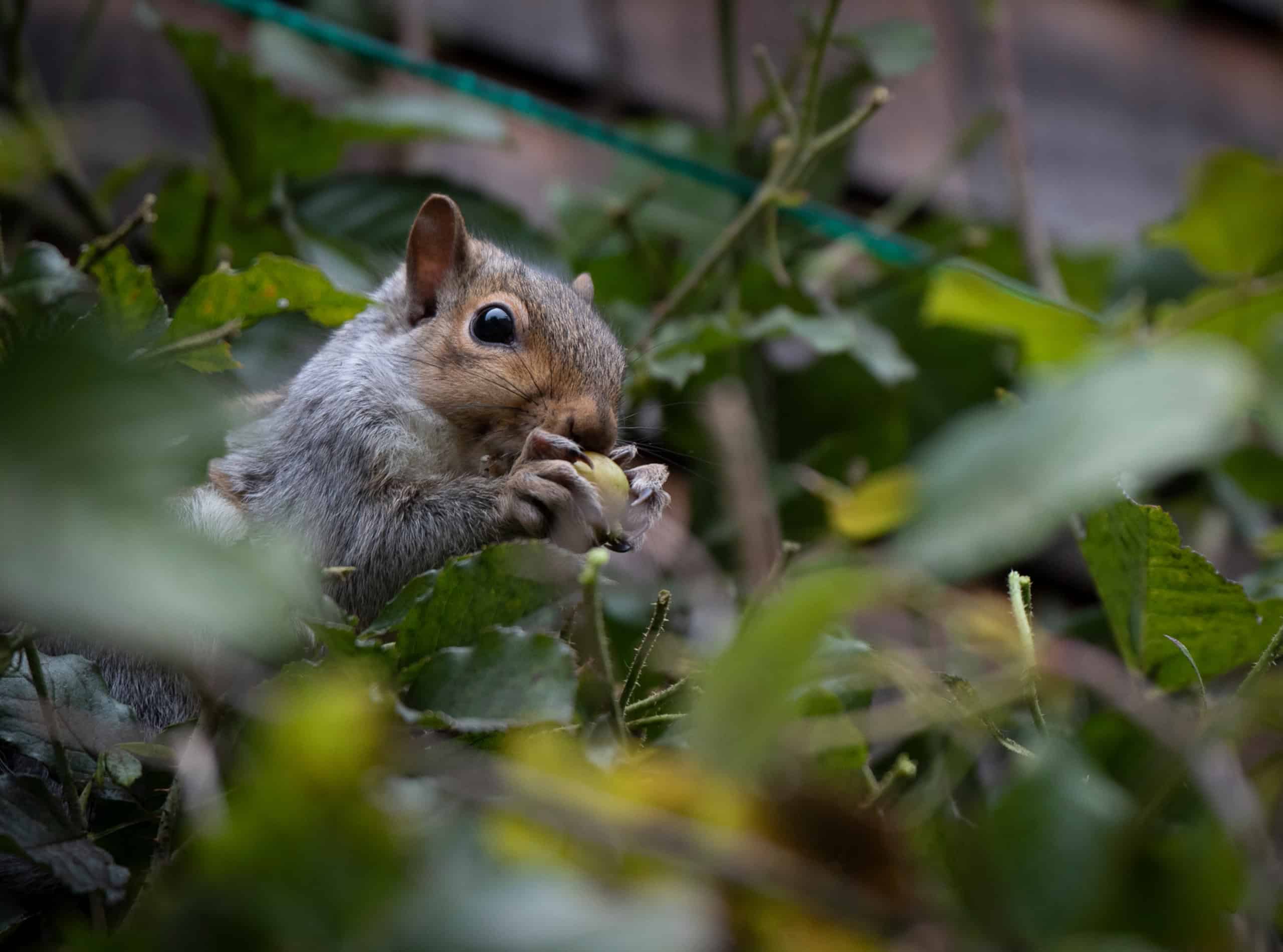 squirrel eating a nut in tree