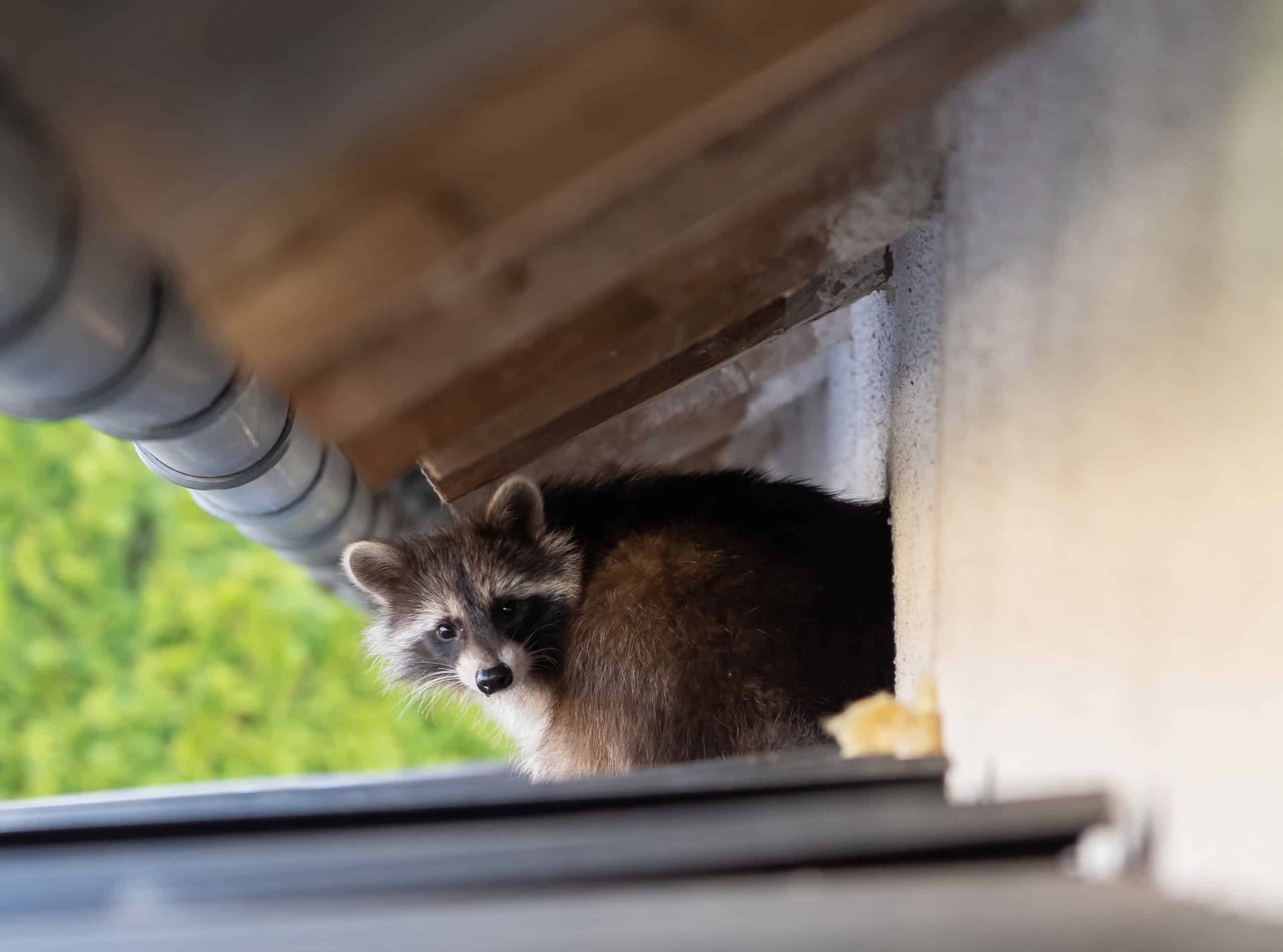 raccoon sitting under eave of roof