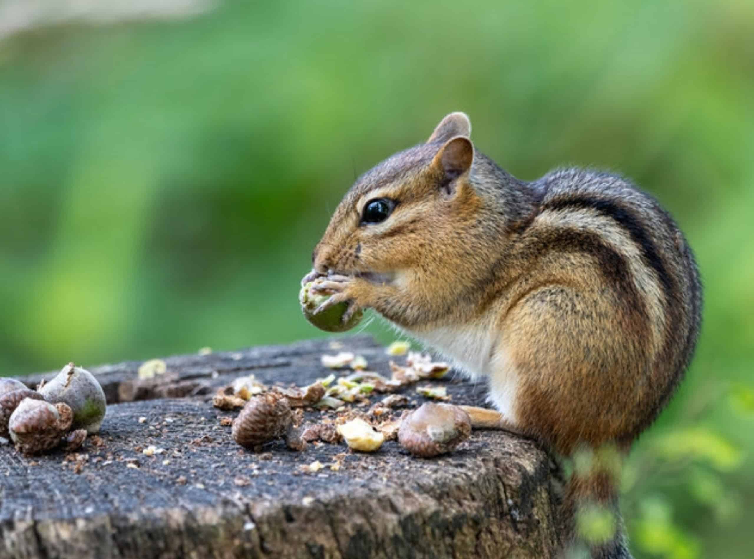 chipmunk eating nut