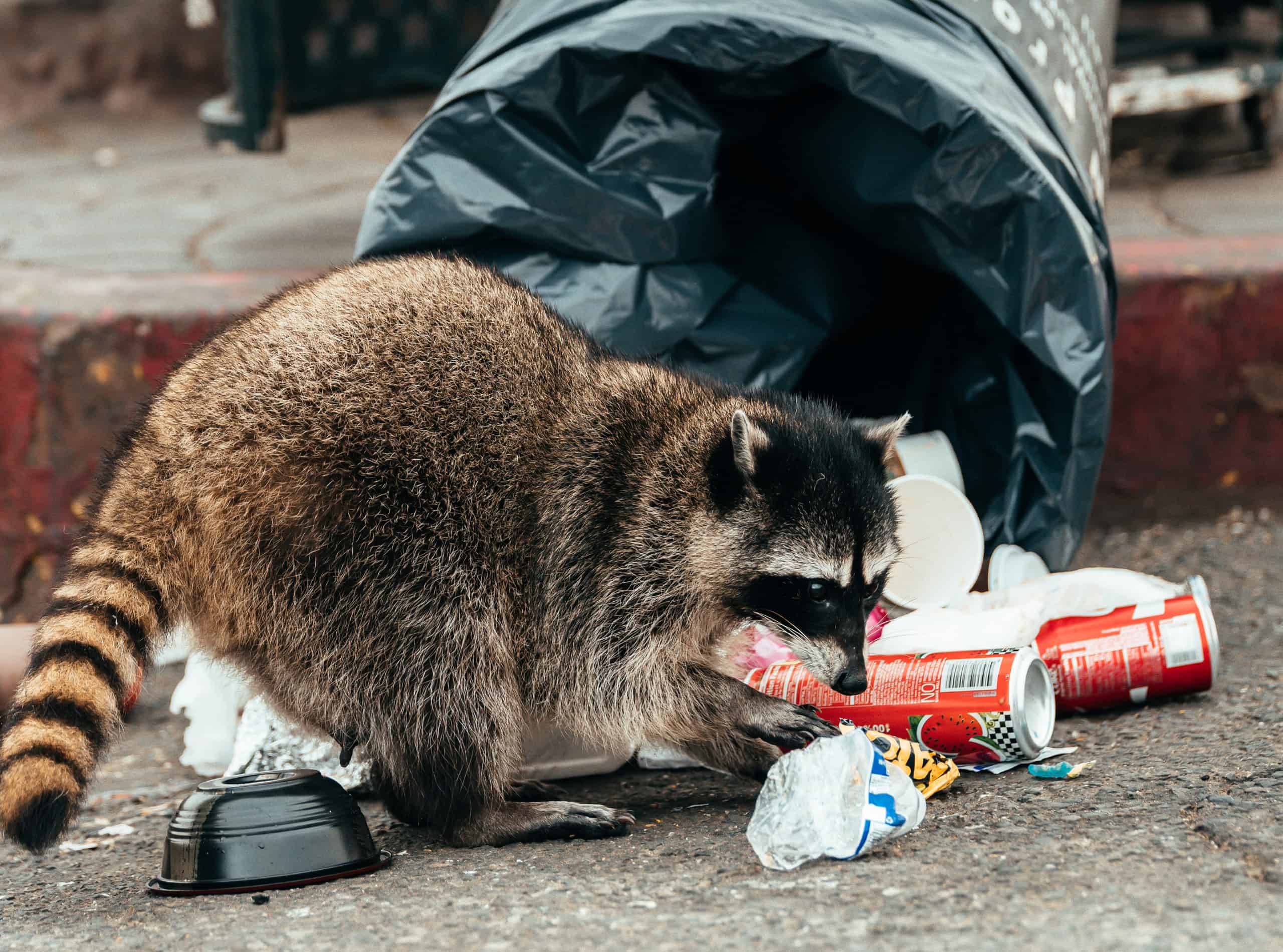 raccoon eating dumped trash