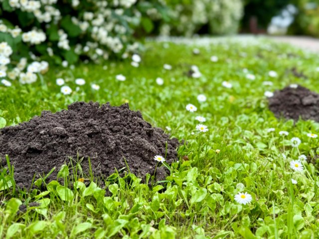Small Vertebrate Pest Management