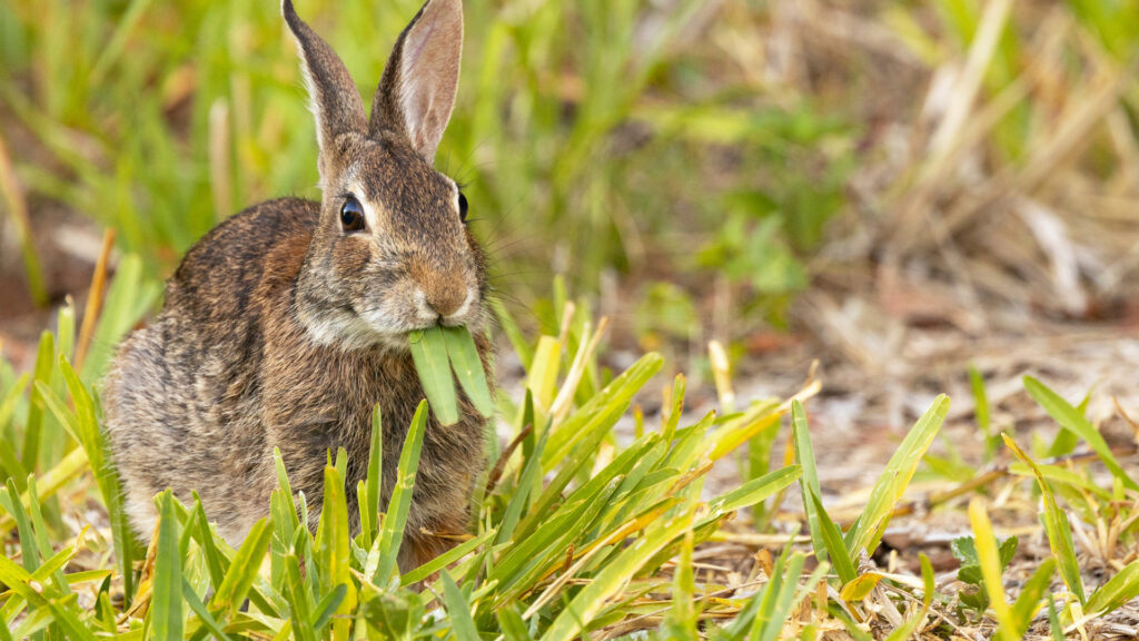 rabbit eating grass blade