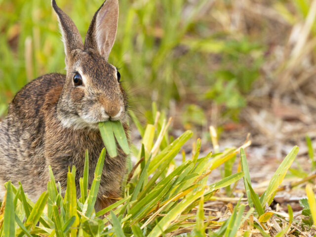 Medium-Sized Vertebrate Pest Management