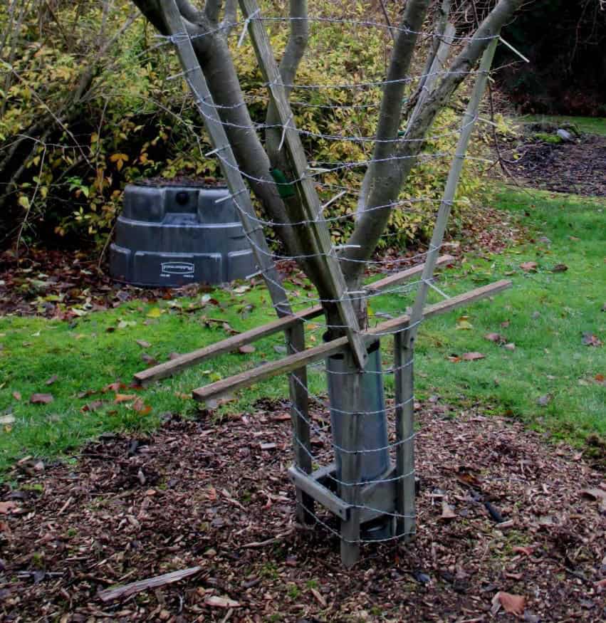 fencing around base of tree