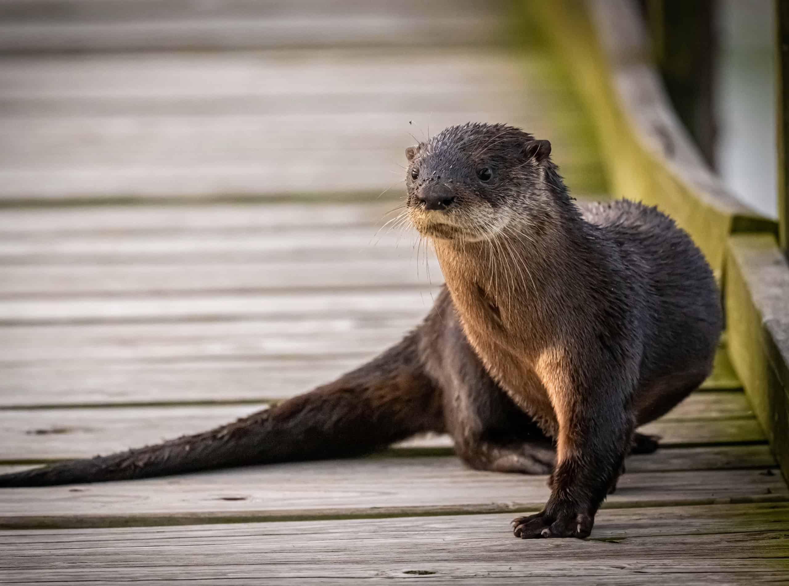 river otter on dock