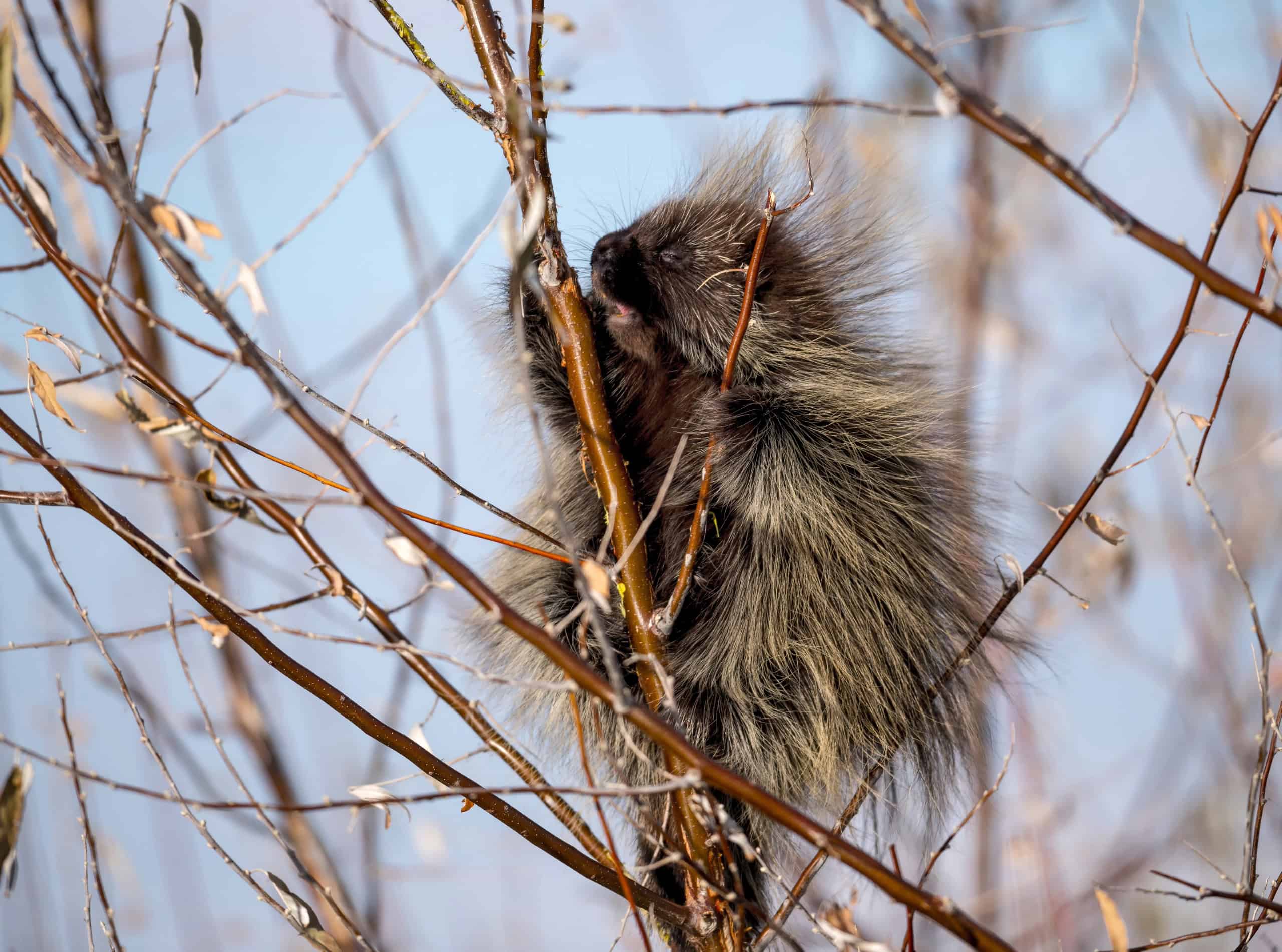 porcupine eating bark in tree