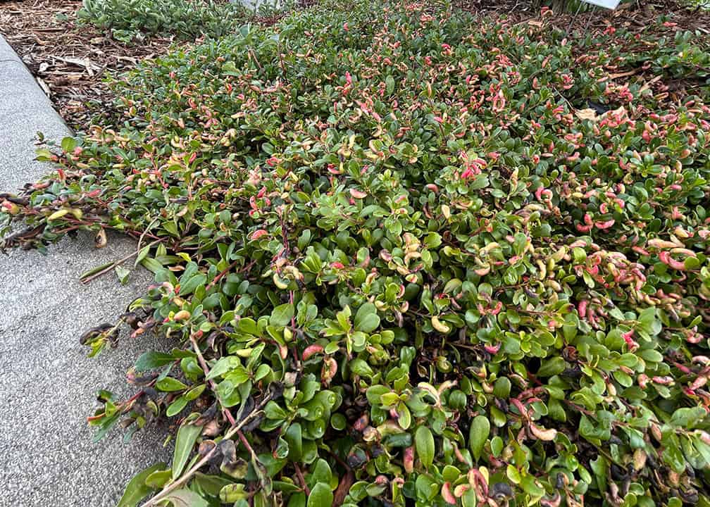 low growing dense ground cover with small leaves and berries