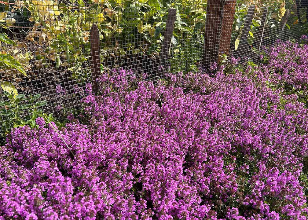 purple groundcover growing in garden