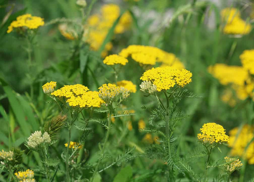 yellow flower florets on green stalks
