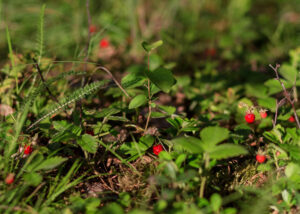 wild strawberries