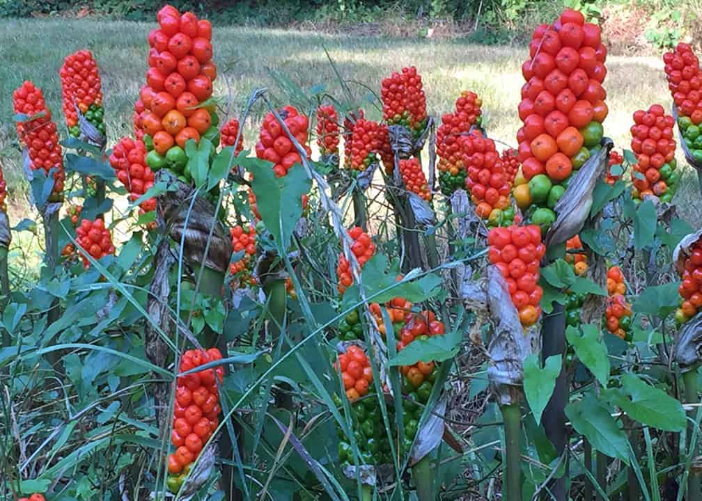 Red berries on Italian arum
