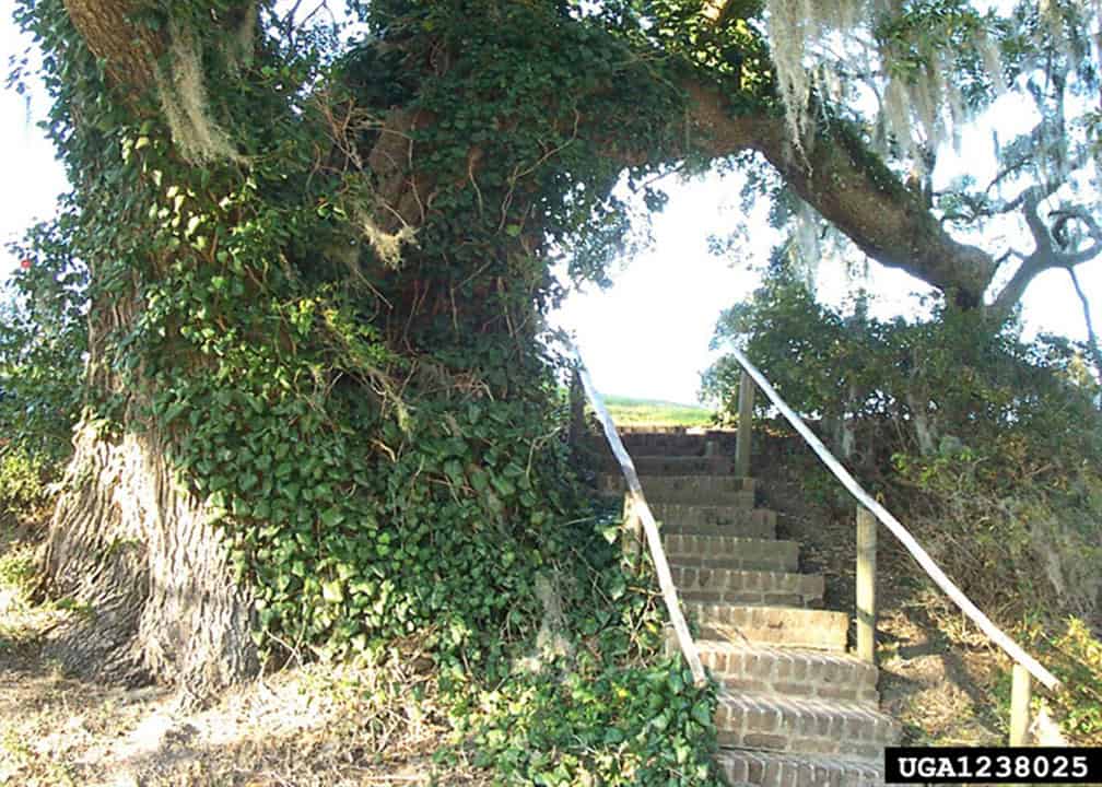 ivy crawling up tree trunk
