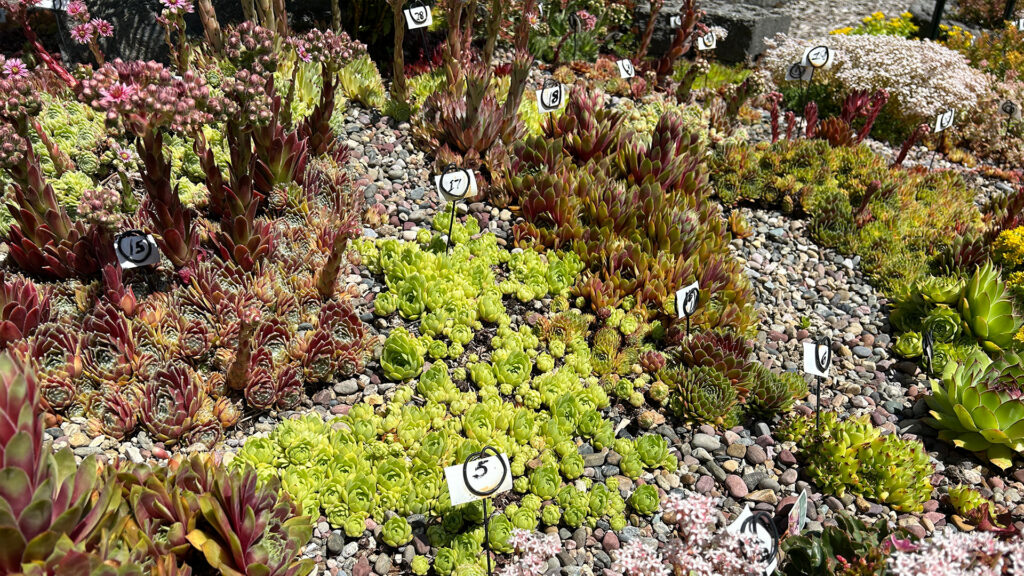 succulent plants growing in rocky soil