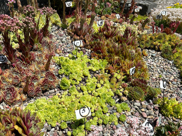 Drought-tolerant Groundcovers