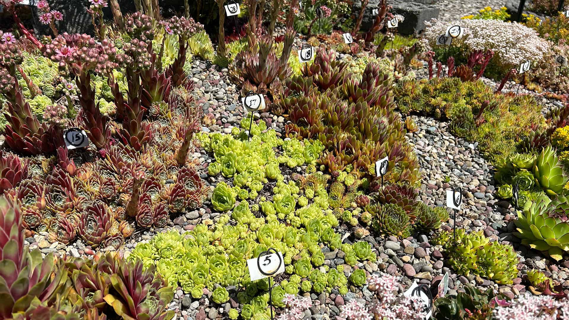 succulent plants growing in rocky soil
