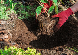gardener preparing to plant in hole