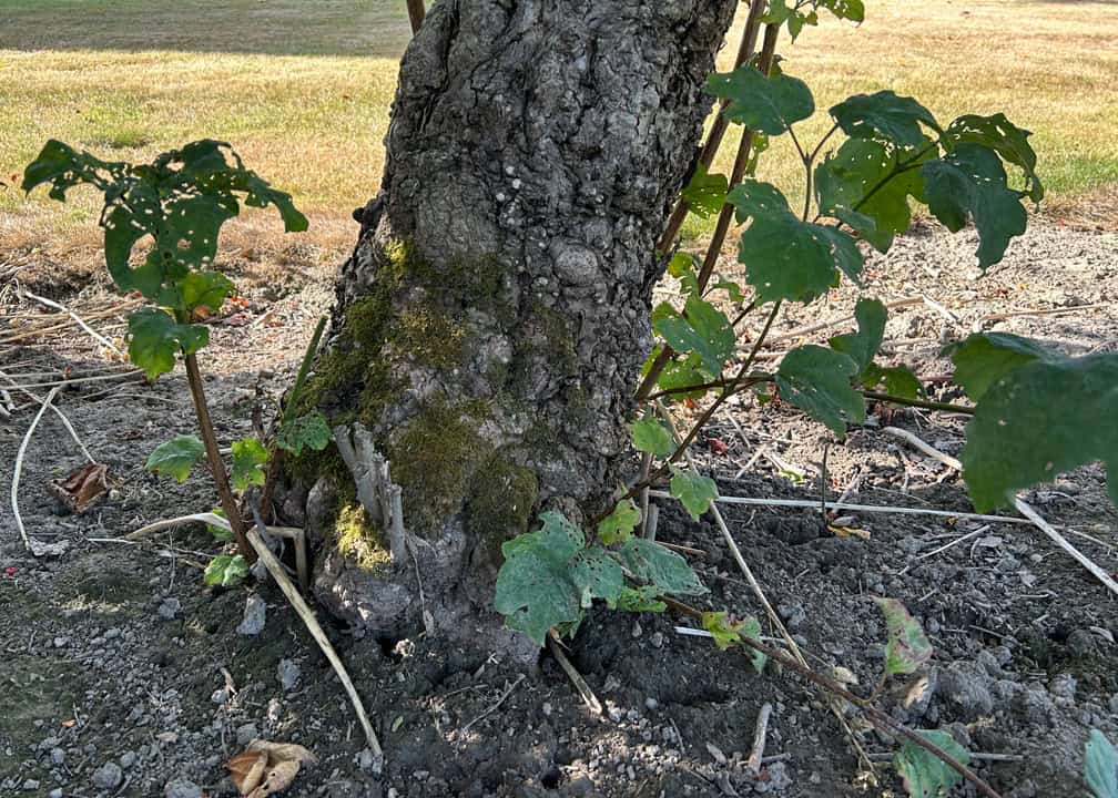 green shoots coming up from base of tree